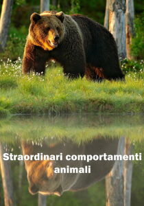 Straordinari Comportamenti Animali streaming