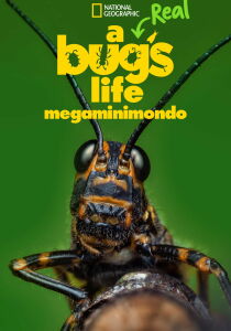 A Real Bug's Life - Megaminimondo streaming